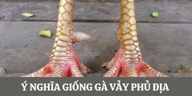 Ý nghĩa giống gà mang vảy Phủ Địa 